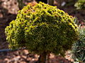 Picea glauca Iseli Broom Andre IMG_5123 (VALENTA) Świerk biały
